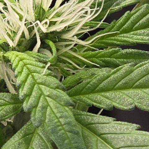 Sensi Seeds Big Bud Feminisiert  growlog timeline photo