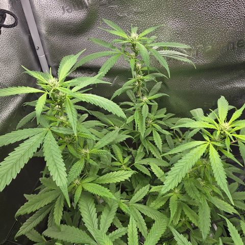 Sensi Seeds Big Bud Feminisiert  growlog timeline photo