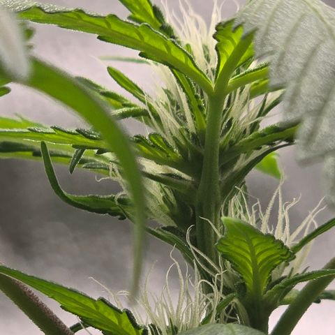 Sensi Seeds Big Bud Feminisiert  growlog timeline photo