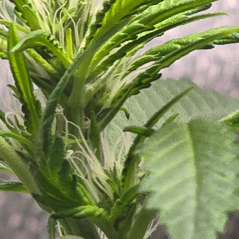 Sensi Seeds Big Bud Feminisiert  growlog timeline photo