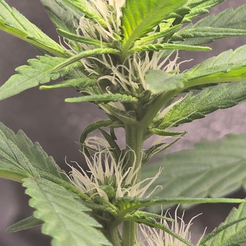 Sensi Seeds Big Bud Feminisiert  growlog timeline photo