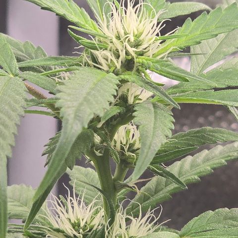 Sensi Seeds Big Bud Feminisiert  growlog timeline photo