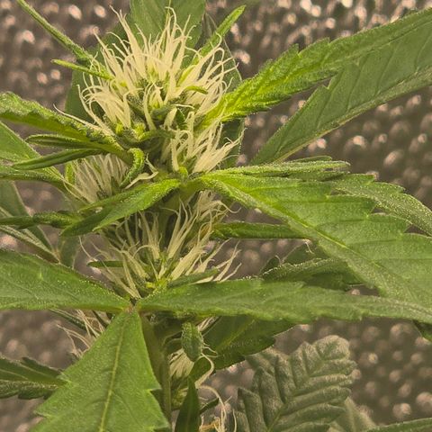 Sensi Seeds Big Bud Feminisiert  growlog timeline photo