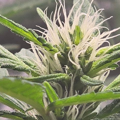 Sensi Seeds Big Bud Feminisiert  growlog timeline photo
