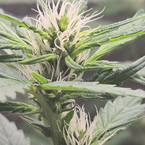 Sensi Seeds Big Bud Feminisiert  growlog timeline photo