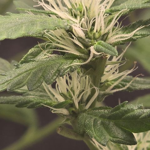 Sensi Seeds Big Bud Feminisiert  growlog timeline photo