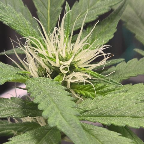 Sensi Seeds Big Bud Feminisiert  growlog timeline photo