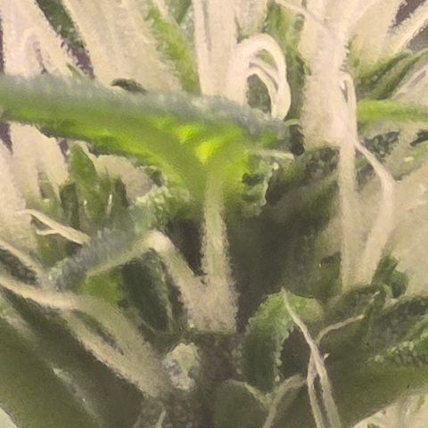 Sensi Seeds Big Bud Feminisiert  growlog timeline photo