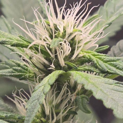 Sensi Seeds Big Bud Feminisiert  growlog timeline photo