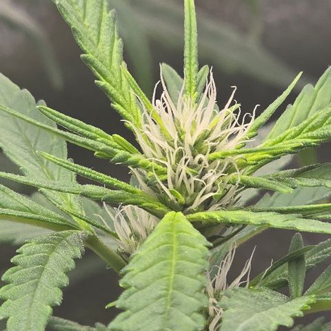 Sensi Seeds Big Bud Feminisiert  growlog timeline photo