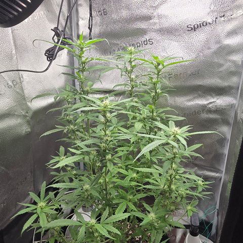 Sensi Seeds Big Bud Feminisiert  growlog timeline photo