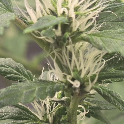 Sensi Seeds Big Bud Feminisiert  growlog timeline photo