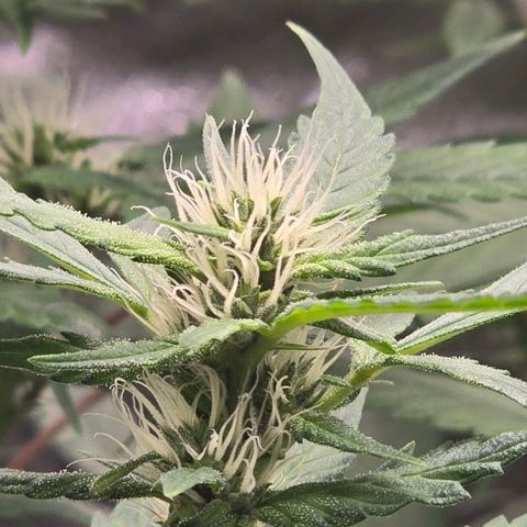 Sensi Seeds Big Bud Feminisiert  growlog timeline photo