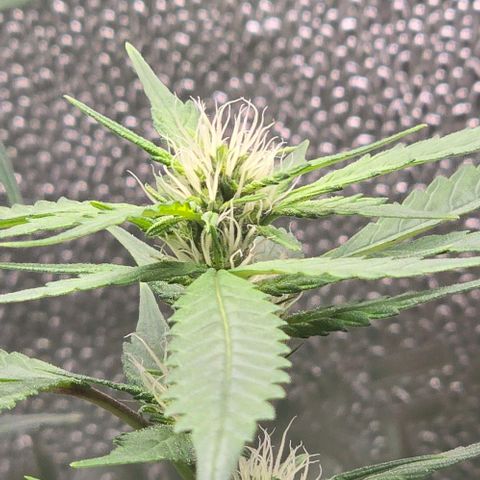 Sensi Seeds Big Bud Feminisiert  growlog timeline photo