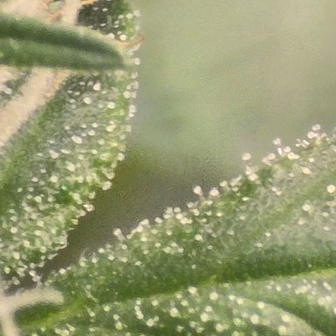 Sensi Seeds Big Bud Feminisiert  growlog timeline photo