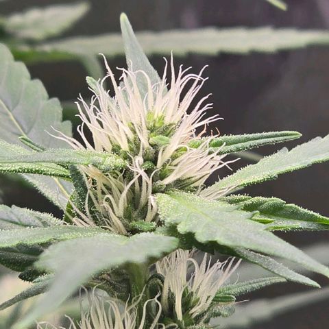 Sensi Seeds Big Bud Feminisiert  growlog timeline photo