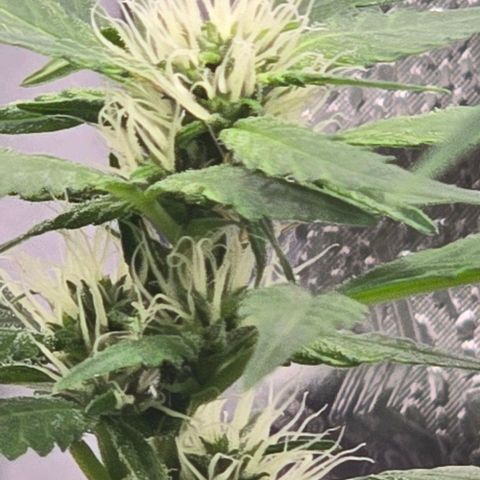 Sensi Seeds Big Bud Feminisiert  growlog timeline photo