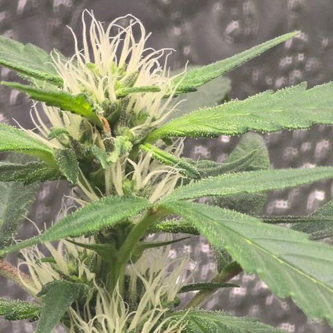 Sensi Seeds Big Bud Feminisiert  growlog timeline photo
