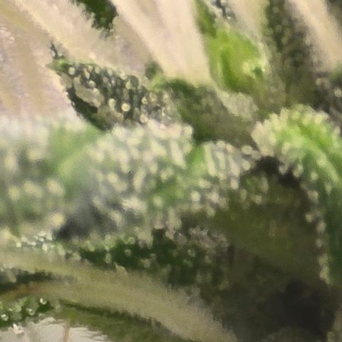 Sensi Seeds Big Bud Feminisiert  growlog timeline photo
