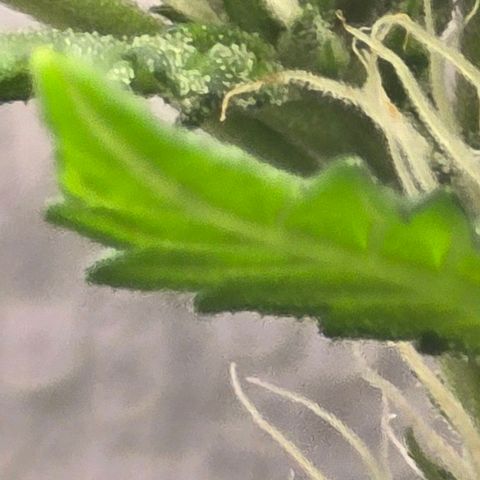 Sensi Seeds Big Bud Feminisiert  growlog timeline photo