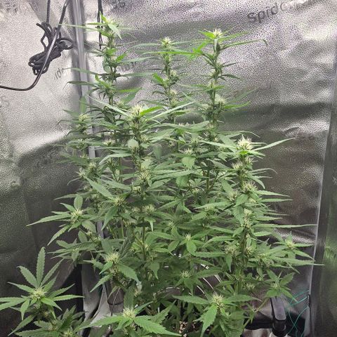 Sensi Seeds Big Bud Feminisiert  growlog timeline photo