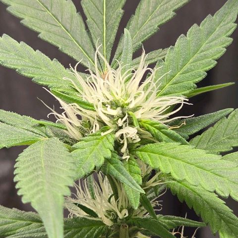 Sensi Seeds Big Bud Feminisiert  growlog timeline photo