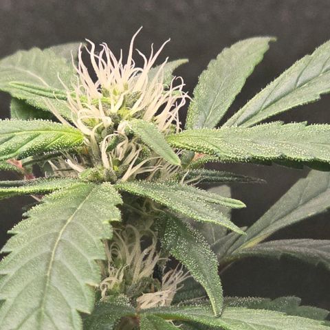 Sensi Seeds Big Bud Feminisiert  growlog timeline photo