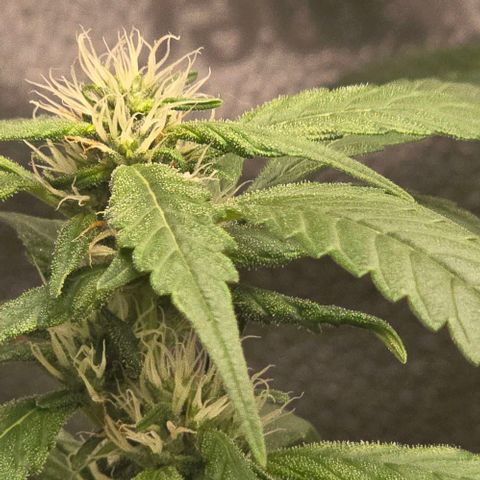 Sensi Seeds Big Bud Feminisiert  growlog timeline photo