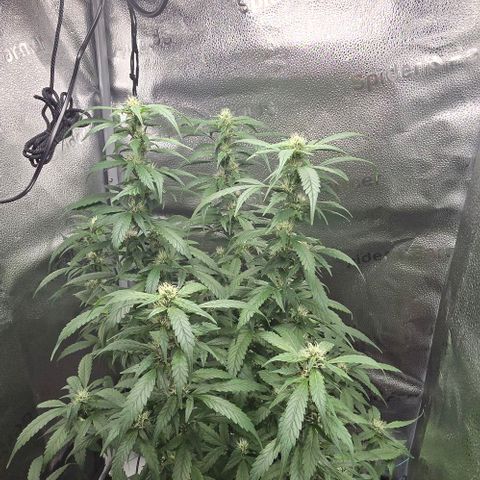 Sensi Seeds Big Bud Feminisiert  growlog timeline photo