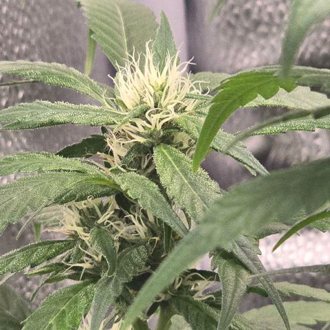 Sensi Seeds Big Bud Feminisiert  growlog timeline photo