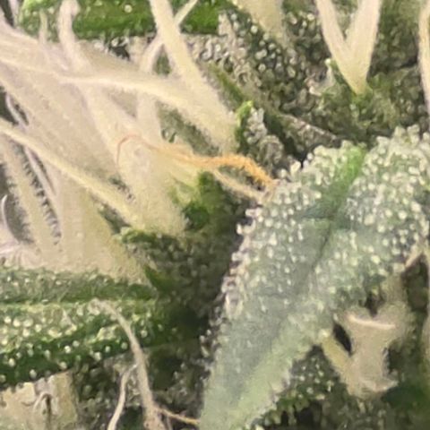 Sensi Seeds Big Bud Feminisiert  growlog timeline photo