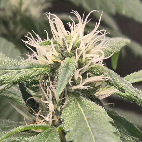 Sensi Seeds Big Bud Feminisiert  growlog timeline photo