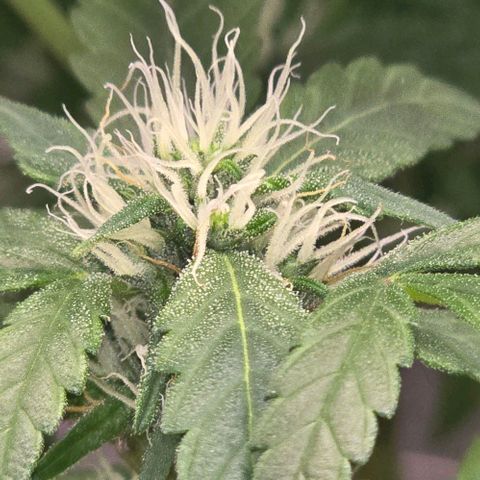 Sensi Seeds Big Bud Feminisiert  growlog timeline photo
