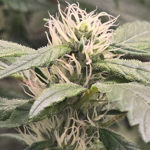 Sensi Seeds Big Bud Feminisiert  growlog timeline photo
