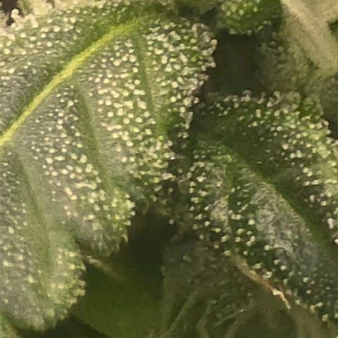 Sensi Seeds Big Bud Feminisiert  growlog timeline photo