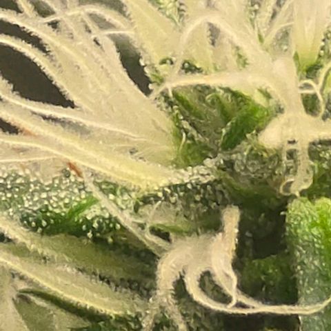 Sensi Seeds Big Bud Feminisiert  growlog timeline photo