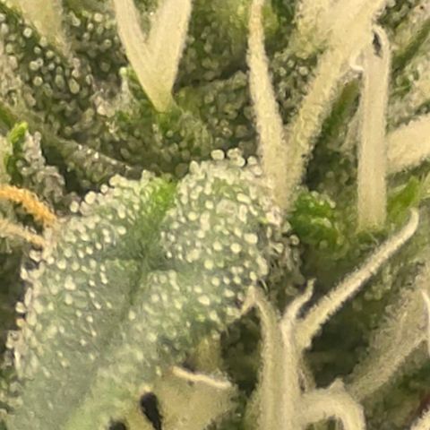 Sensi Seeds Big Bud Feminisiert  growlog timeline photo