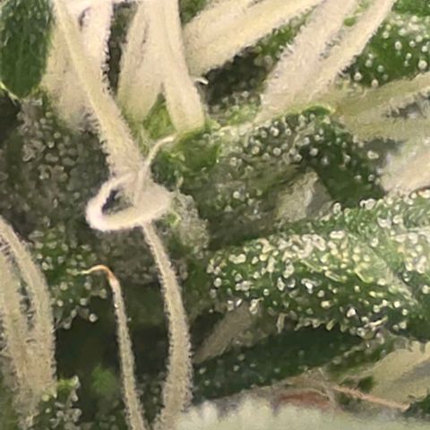 Sensi Seeds Big Bud Feminisiert  growlog timeline photo