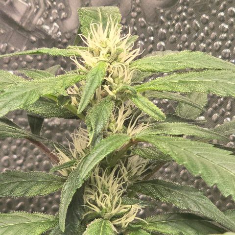 Sensi Seeds Big Bud Feminisiert  growlog timeline photo