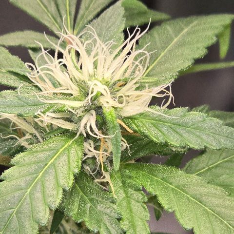 Sensi Seeds Big Bud Feminisiert  growlog timeline photo