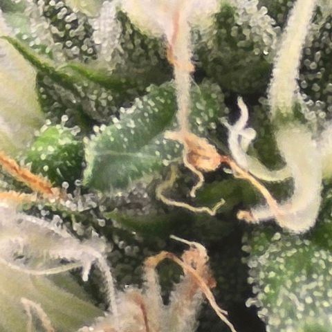 Sensi Seeds Big Bud Feminisiert  growlog timeline photo