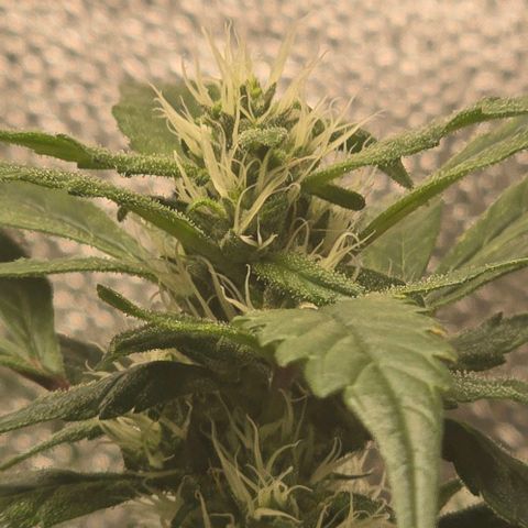 Sensi Seeds Big Bud Feminisiert  growlog timeline photo