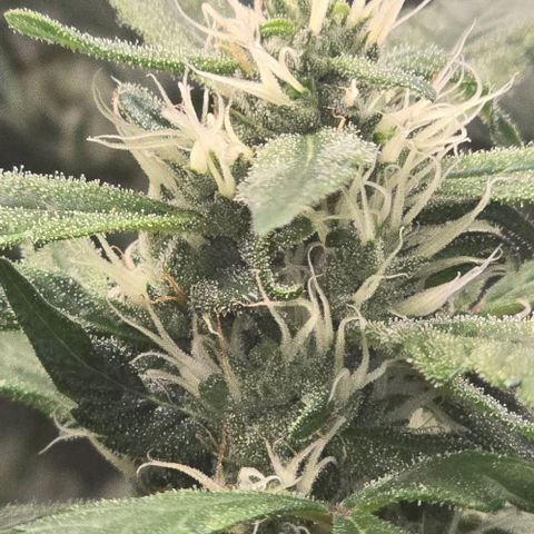 Sensi Seeds Big Bud Feminisiert  growlog timeline photo