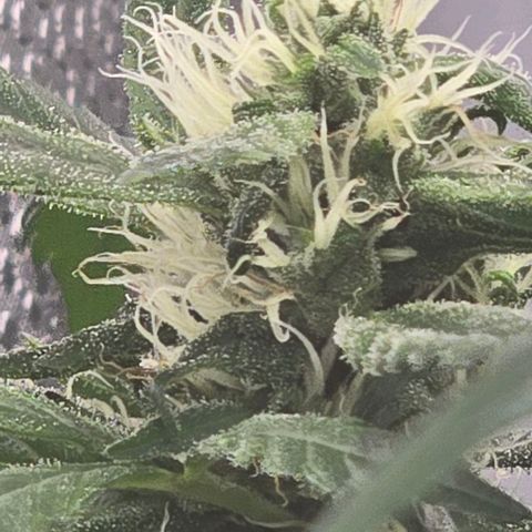 Sensi Seeds Big Bud Feminisiert  growlog timeline photo