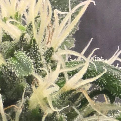 Sensi Seeds Big Bud Feminisiert  growlog timeline photo