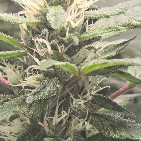 Sensi Seeds Big Bud Feminisiert  growlog timeline photo