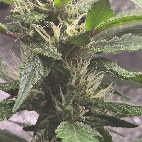 Sensi Seeds Big Bud Feminisiert  growlog timeline photo