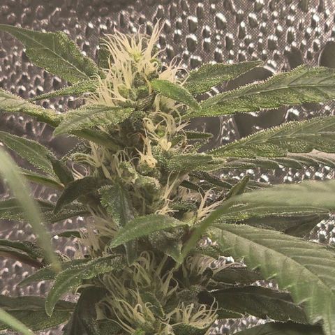 Sensi Seeds Big Bud Feminisiert  growlog timeline photo