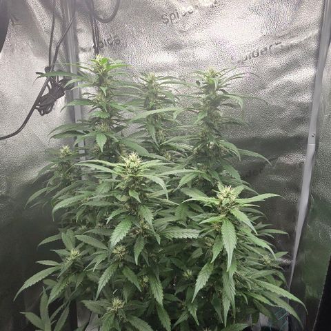 Sensi Seeds Big Bud Feminisiert  growlog timeline photo