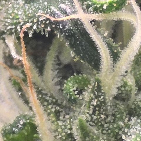 Sensi Seeds Big Bud Feminisiert  growlog timeline photo